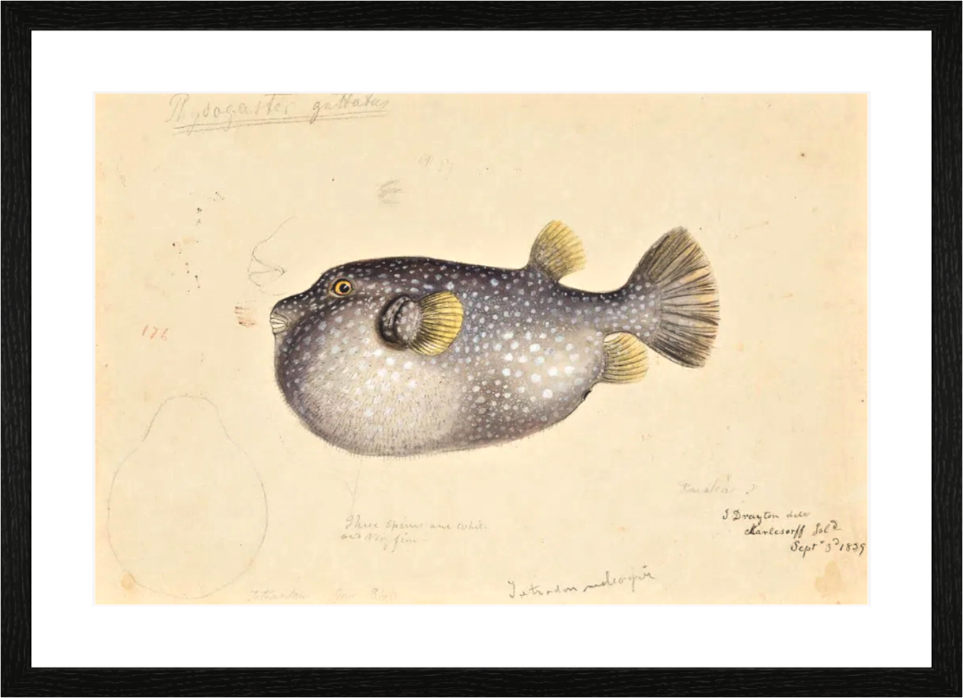 Main image Poisson II