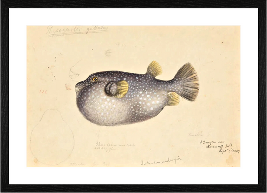 Main image Poisson II