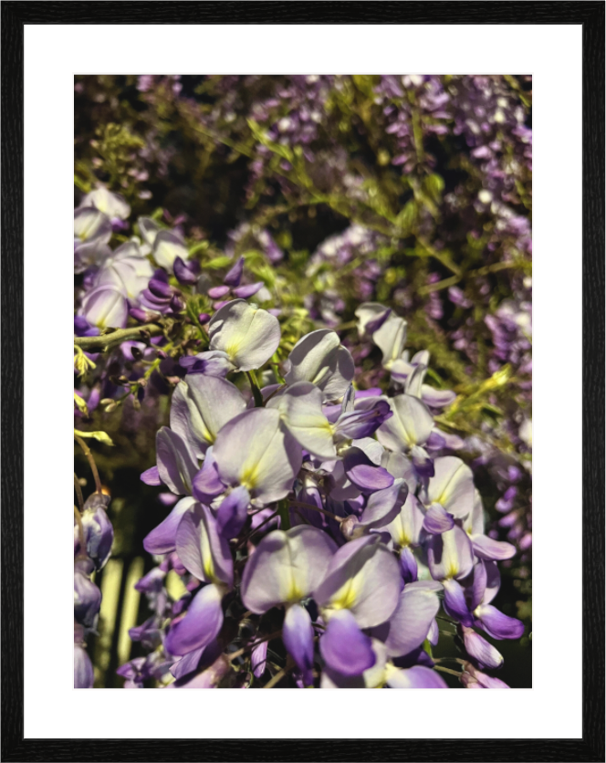 Main image Les Violettes