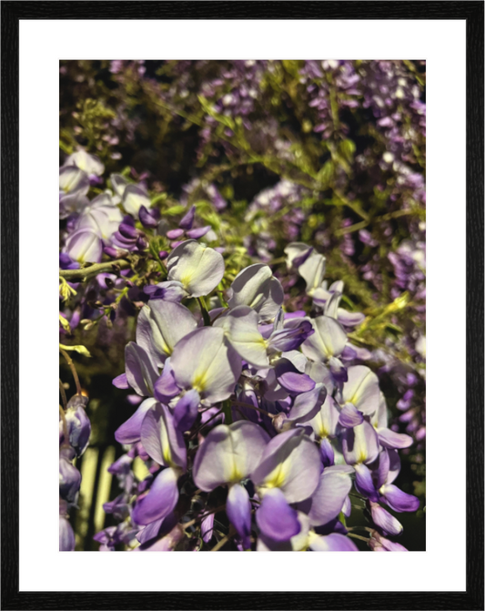 Main image Les Violettes