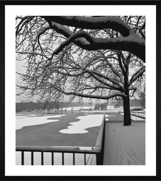 Main image Arbres, Lac Gelé