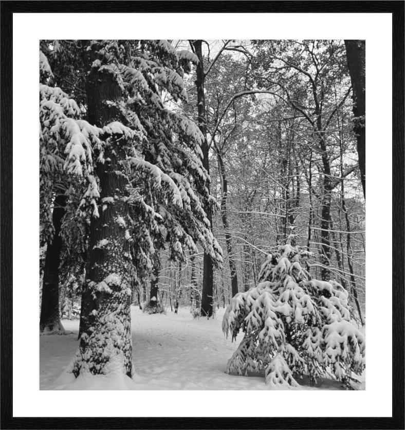 Main image Forêt Enneigée