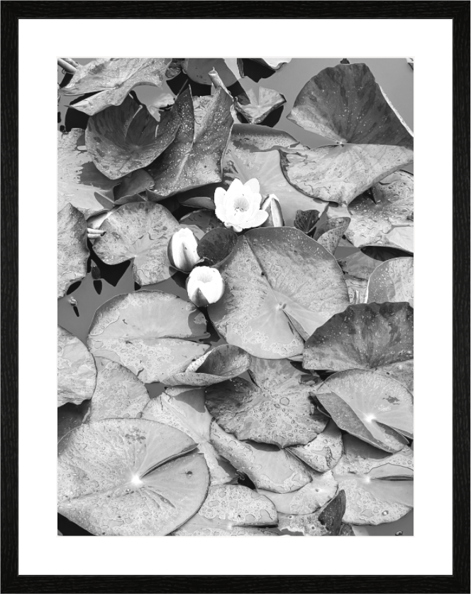 Main image Nénuphars